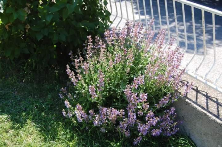 Apartman Nata Senj  Exteriör bild